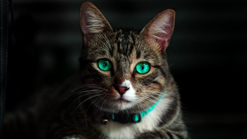 Кошка с глазами цвета бирюзы