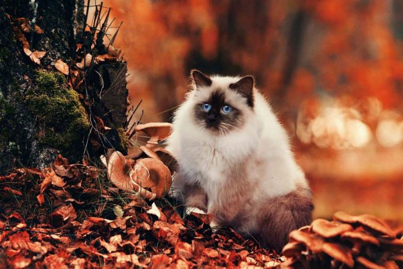 Осенний пушистый кот сидит и смотри вдаль