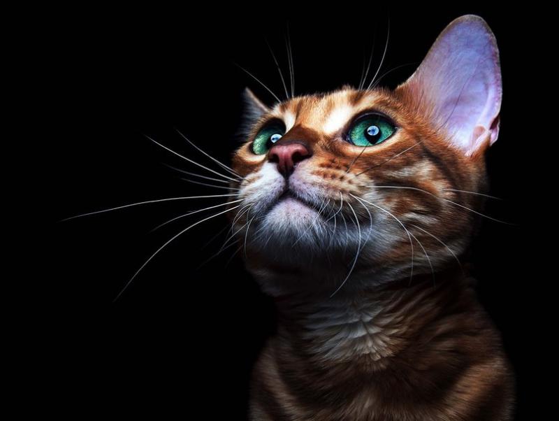 Задумчивый рыжий кот с изумрудными глазами