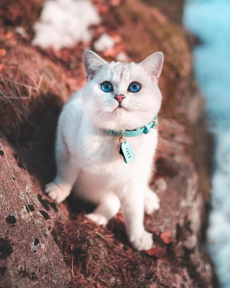 Удивительно красивый кот с голубыми глазами в ошейнике