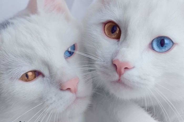 Фото Красивых Кошек И Котят Разных