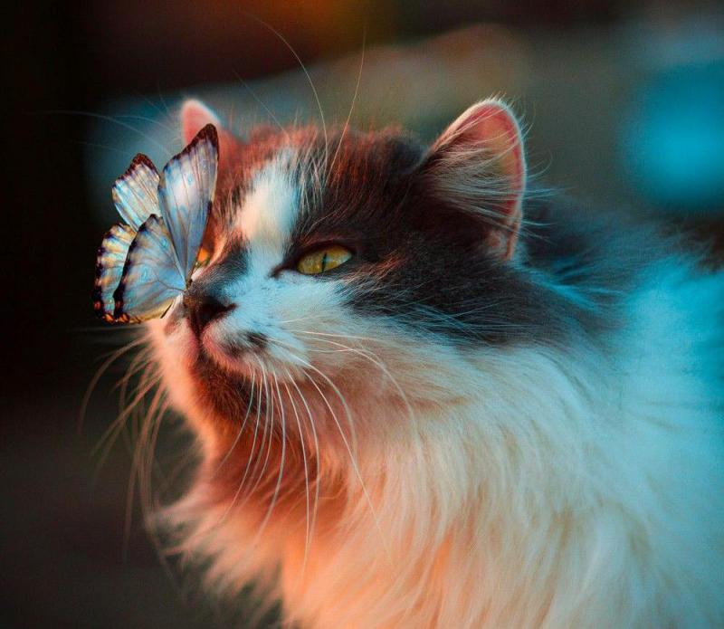 Пушистый кот с бабочкой наносу