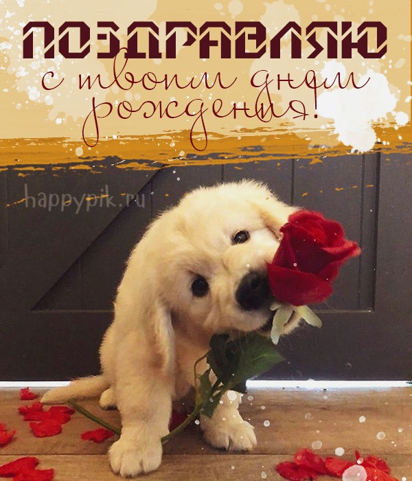 Открытка с красивой розой и собакой с днем рождения.